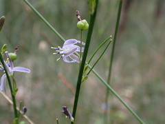 Caesia parviflora vittata