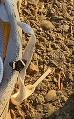 Trichodezia albovittata