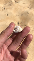 Amphibola crenata