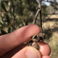 Eucalyptus macrorhyncha
