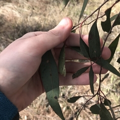 Eucalyptus macrorhyncha