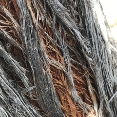 Eucalyptus macrorhyncha