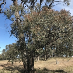 Eucalyptus macrorhyncha