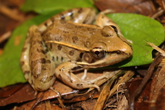 Lithobates