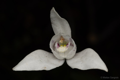 Codonorchis lessonii
