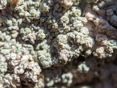 Physcia americana