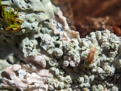 Physcia americana
