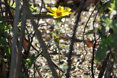 Bidens laevis