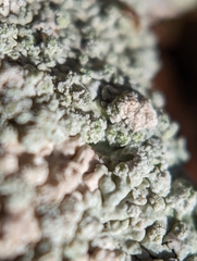 Physcia americana