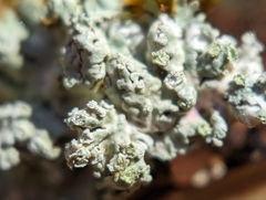 Physcia americana
