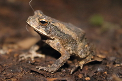 Incilius valliceps