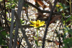 Bidens laevis