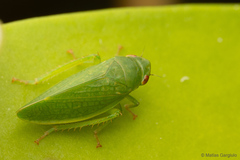 Chilenana