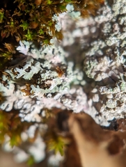 Physcia americana