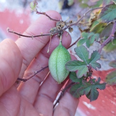 Passiflora bryonioides