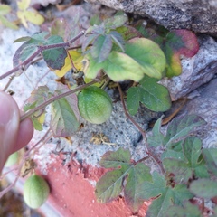 Passiflora bryonioides