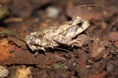 Incilius valliceps