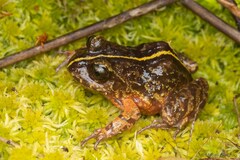 Eupsophus emiliopugini