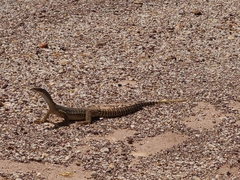 Varanus gouldii