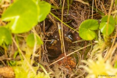 Eupsophus emiliopugini