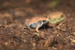 Hypopachus variolosus