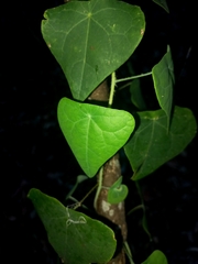 Echinostephia aculeata