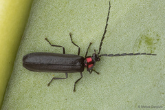 Pyractonema
