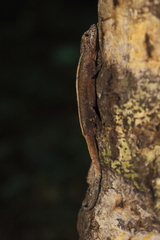 Anolidae