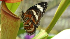 Cethosia penthesilea