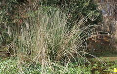 Schoenoplectus californicus