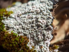 Physcia americana