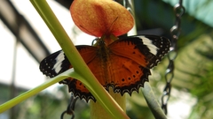 Cethosia penthesilea