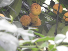 Garcinia madruno