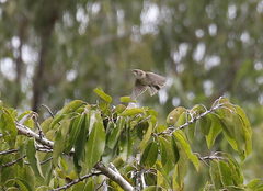 Ramsayornis modestus