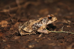 Incilius valliceps