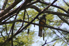 Trogon citreolus