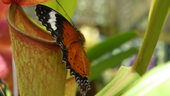 Cethosia penthesilea
