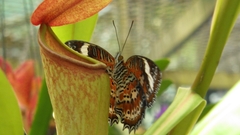 Cethosia penthesilea