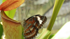 Cethosia penthesilea