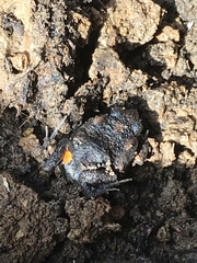 Uperoleia laevigata
