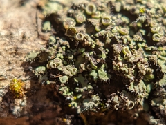 Phaeophyscia hirtella
