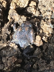 Uperoleia laevigata