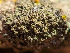 Phaeophyscia hirtella