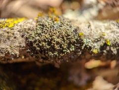Phaeophyscia hirtella