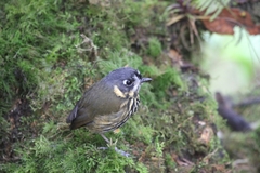 Grallaricula lineifrons