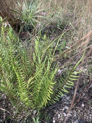 Pteris bahamensis