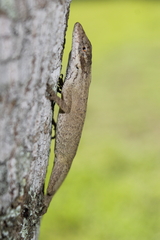 Anolis sericeus