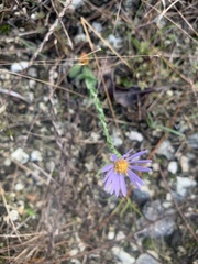 Symphyotrichum adnatum