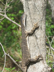 Varanus gouldii