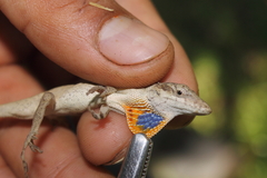 Anolis sericeus